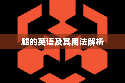 腿的英语及其用法解析