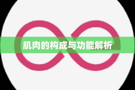 肌肉的构成与功能解析